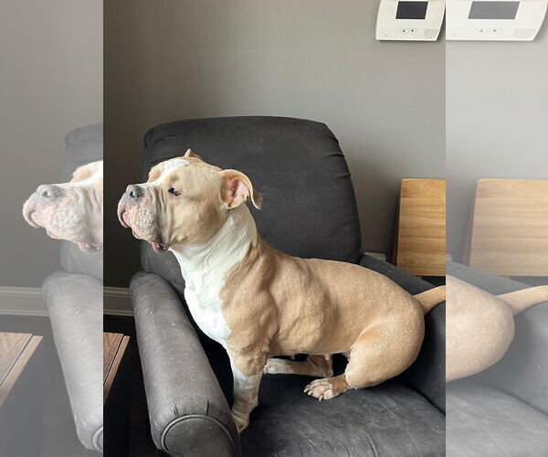 Medium Photo #4 Bulldog-Unknown Mix Puppy For Sale in Germantown, OH, USA