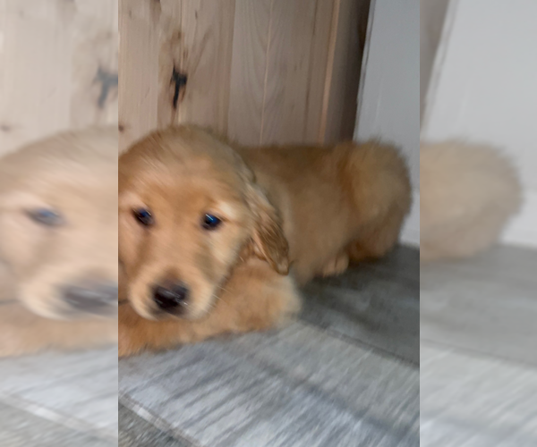 Medium Photo #3 Golden Retriever Puppy For Sale in ORLANDO, FL, USA