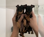Small Photo #33 Miniature Pinscher Puppy For Sale in BULGER, PA, USA