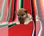 Small Photo #3 Shiba Inu Puppy For Sale in GARDEN GROVE, CA, USA