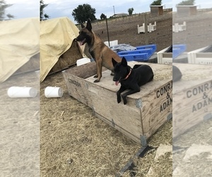 Belgian Malinois Puppy for sale in GRANDVIEW, WA, USA