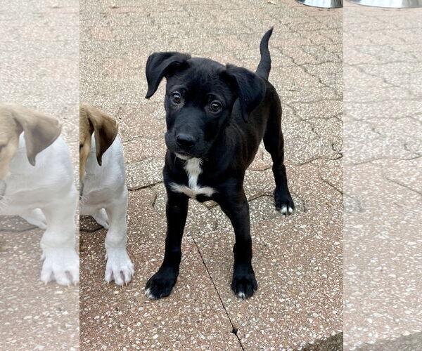 Medium Photo #3 Labrador Retriever-Unknown Mix Puppy For Sale in Hillsboro, MO, USA