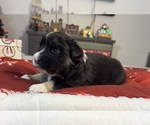 Small #2 Australian Shepherd