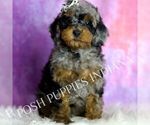 Small Photo #123 Poodle (Miniature) Puppy For Sale in WARSAW, IN, USA