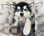 Small Photo #4 Alaskan Malamute Puppy For Sale in NORTH POLE, AK, USA