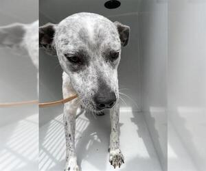 Mutt Dogs for adoption in Houston, TX, USA