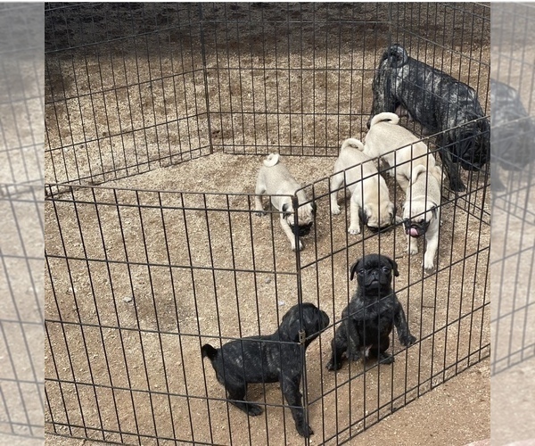 Medium Photo #3 Pug Puppy For Sale in SCOTTSDALE, AZ, USA