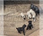 Small Photo #3 Pug Puppy For Sale in SCOTTSDALE, AZ, USA