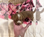 Small Photo #13 Cockalier Puppy For Sale in COLBERT, GA, USA