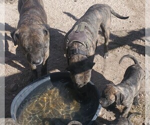 American Pit Bull Terrier-Presa Canario Mix Dog for Adoption in FALCON, Colorado USA
