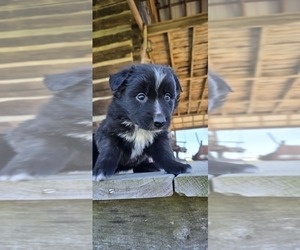 Australian Shepherd Puppy for Sale in MILLERSVILLE, Missouri USA