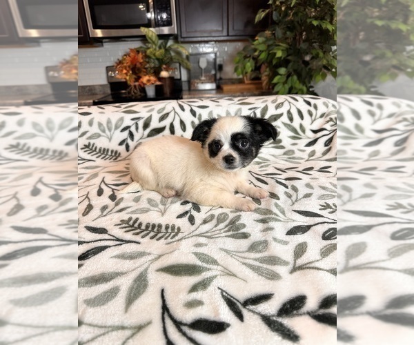 Medium Photo #2 Chihuahua Puppy For Sale in GREENWOOD, IN, USA