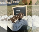 Small Photo #6 Dachshund Puppy For Sale in CONCORDIA, MO, USA
