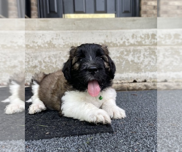 Medium Photo #1 Saint Berdoodle Puppy For Sale in ELK RIVER, MN, USA