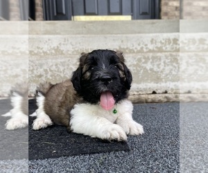 Saint Berdoodle Puppy for sale in ELK RIVER, MN, USA