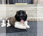 Image preview for Ad Listing. Nickname: Green Boy