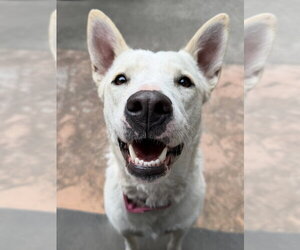 Mutt Dogs for adoption in Oak Bluffs, MA, USA