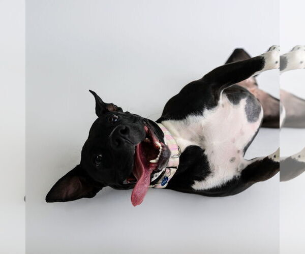 Medium Photo #19 American Pit Bull Terrier-Unknown Mix Puppy For Sale in Fargo, ND, USA