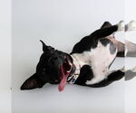 Small #18 American Pit Bull Terrier Mix