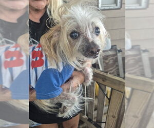 Mutt Dogs for adoption in Fort Lauderdale, FL, USA