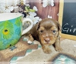 Small #6 Morkie