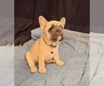 Small #3 French Bulldog