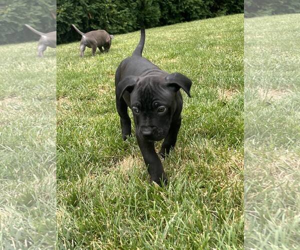 Medium Photo #2 American Pit Bull Terrier-Unknown Mix Puppy For Sale in Catasauqua, PA, USA