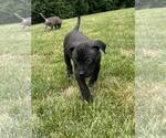 Small #1 American Pit Bull Terrier Mix
