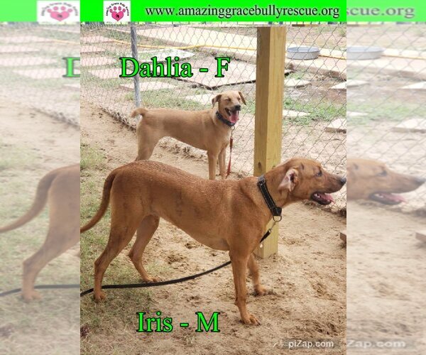 Medium Photo #2 Australian Shepherd-Beagle Mix Puppy For Sale in Pensacola, FL, USA