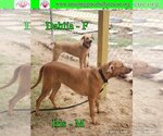 Small Photo #2 Australian Shepherd-Beagle Mix Puppy For Sale in Pensacola, FL, USA