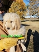 Small Photo #34 Goldendoodle Puppy For Sale in CLARKSVILLE, TX, USA