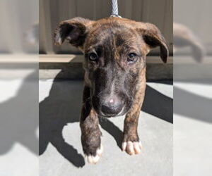 Mutt Dogs for adoption in Salinas, CA, USA