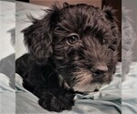 Small Photo #2 Schnoodle (Miniature) Puppy For Sale in ROLLA, MO, USA