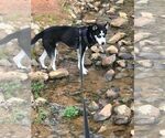 Small #3 Siberian Husky Mix