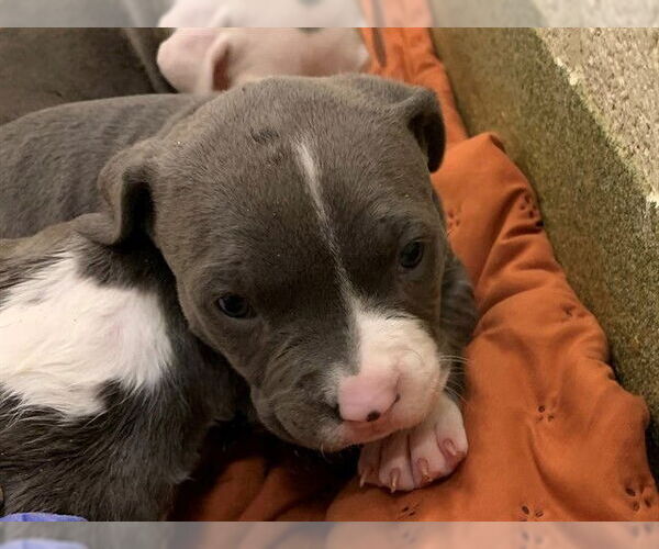 Medium Photo #1 Mutt Puppy For Sale in Moreno Valley, CA, USA