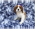 Small #6 Cavalier King Charles Spaniel