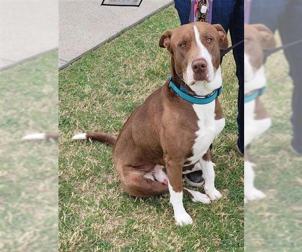 Medium Photo #2 American Pit Bull Terrier-Unknown Mix Puppy For Sale in Corpus Christi, TX, USA