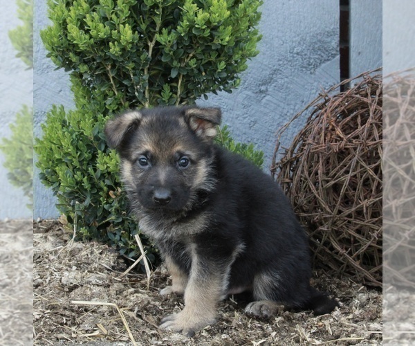 Medium Photo #5 German Shepherd Dog Puppy For Sale in FREDERICKSBURG, OH, USA