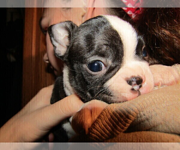 Medium Photo #1 Boston Terrier Puppy For Sale in SPENCERVILLE, IN, USA