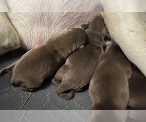 Labrador Retriever Puppy for sale in NEOLA, WV, USA