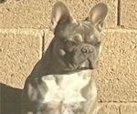 Small Photo #4 French Bulldog Puppy For Sale in SAN TAN VALLEY, AZ, USA