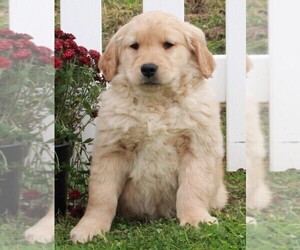 Golden Retriever Puppy for sale in FREDERICKSBURG, OH, USA