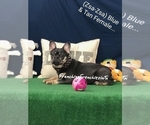 Small #3 French Bulldog