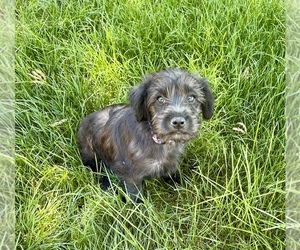 Schnoodle (Miniature) Puppy for sale in JUNCTION CITY, OR, USA