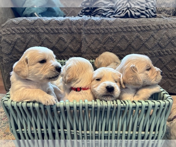 Medium Photo #1 Golden Retriever Puppy For Sale in VERSAILLES, KY, USA