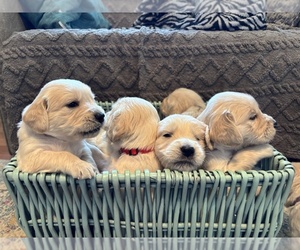 Golden Retriever Litter for sale in VERSAILLES, KY, USA