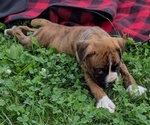 Small #3 Boxer