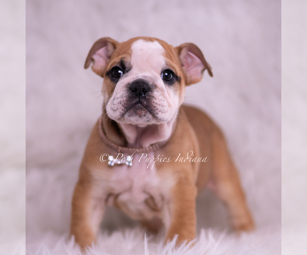 Medium Photo #7 Bulldog Puppy For Sale in WARSAW, IN, USA