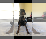 Small Photo #1 Doberman Pinscher Puppy For Sale in WILMINGTON, NC, USA