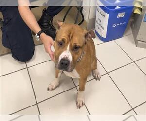 Bullboxer Pit Dogs for adoption in Derwood, MD, USA